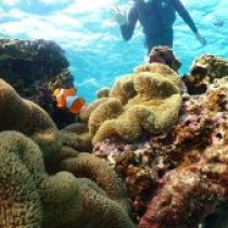 宮古島最高！海と食べ物とウミガメさんを満喫してきました！　　教育講演家